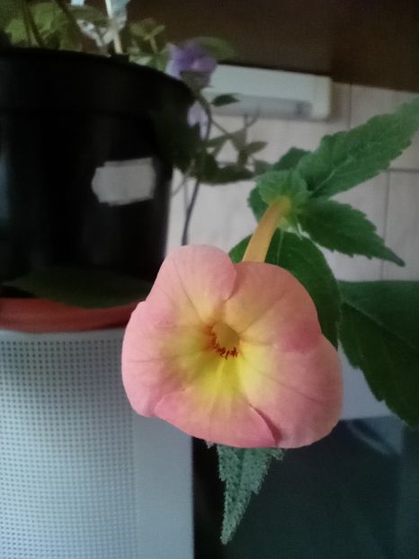 Sweet and Sour - 00 2021