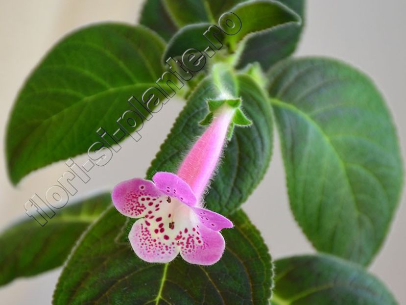 Kohleria Ni s Miriam - KOHLERIA II 3