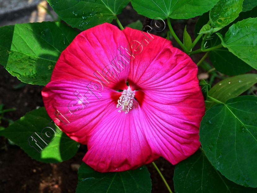 Hibiscus TD  2 - Flori gradina