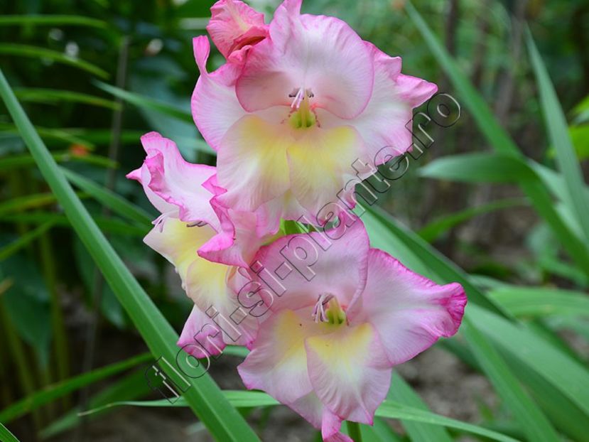 Gladiole - Flori gradina