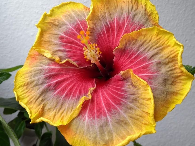  - Tahitian Purple Passion