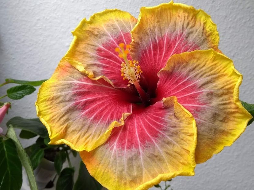  - Tahitian Purple Passion