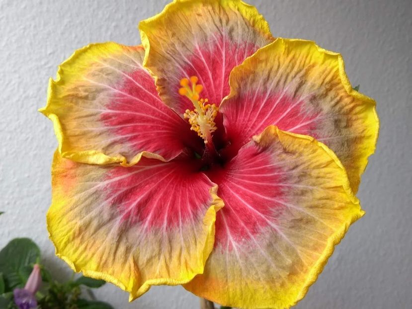  - Tahitian Purple Passion