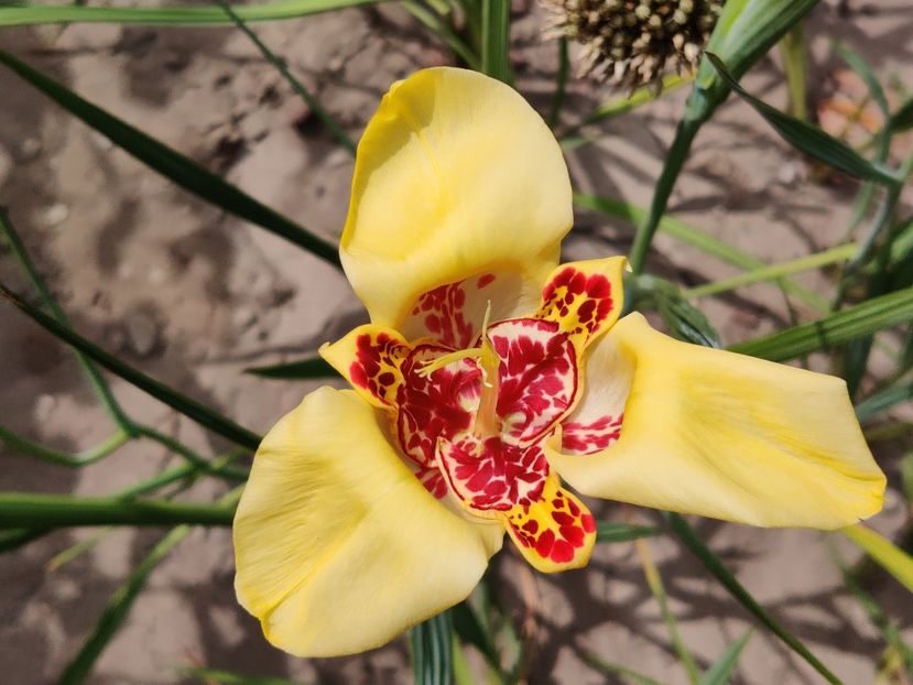 Tigridia - Diverse flori de gradina