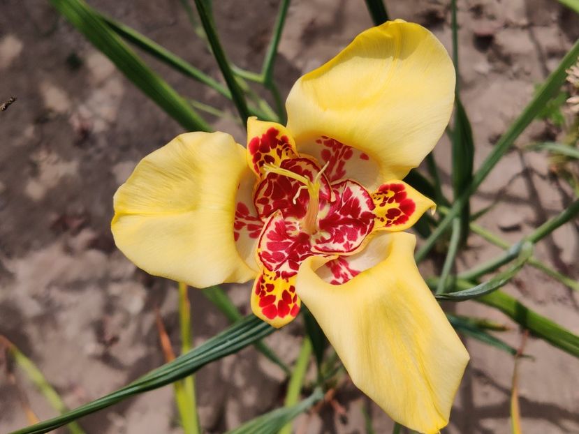 Tigridia - Diverse flori de gradina