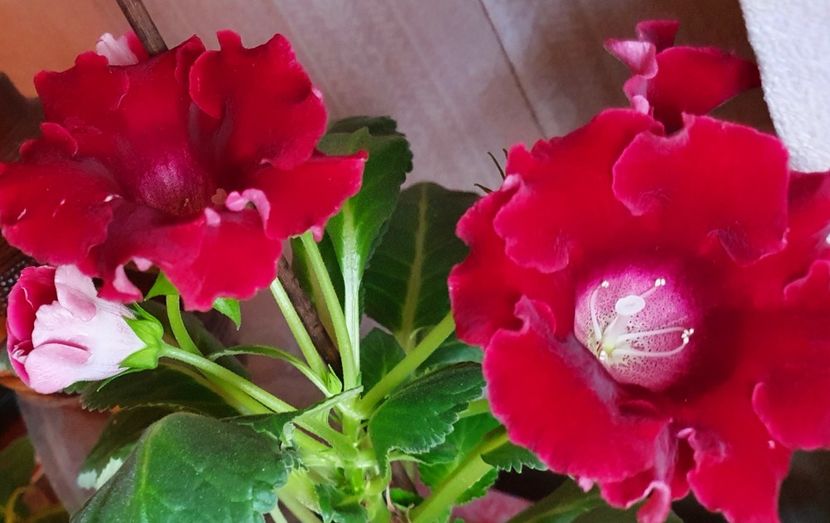 Gloxinia - Gloxini 2012-2025
