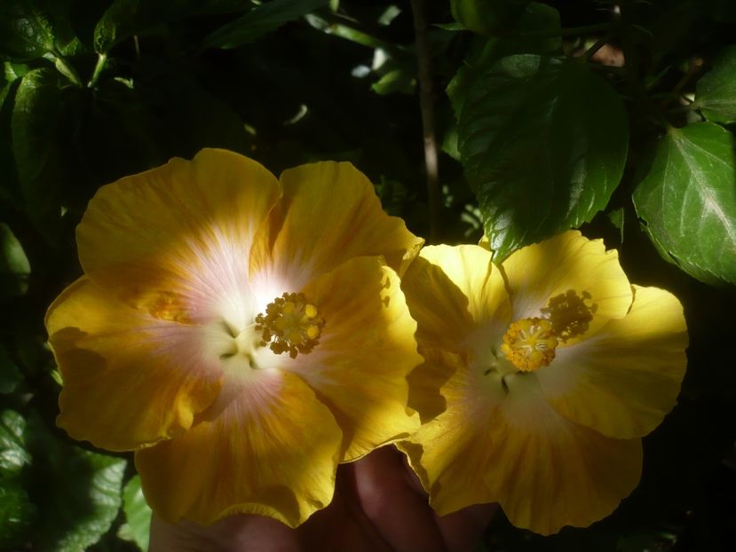 05.08.2021 - HIBISCUSI 2021-3