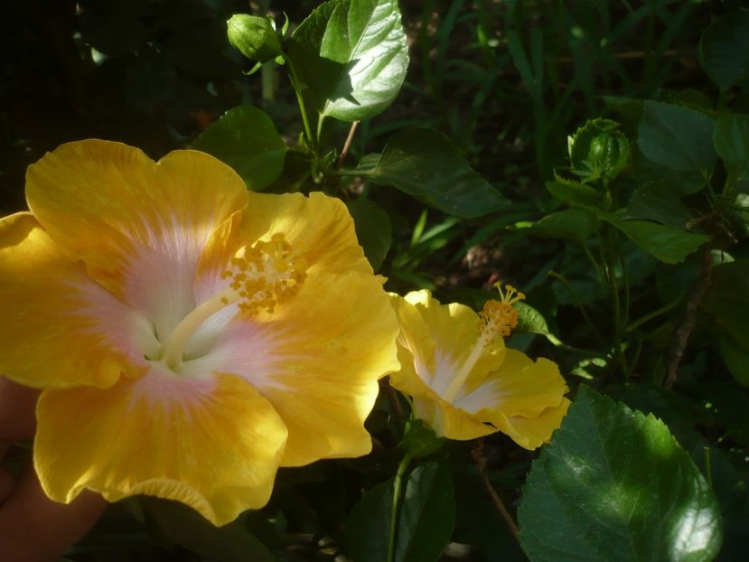 P1500314 - HIBISCUSI 2021-3