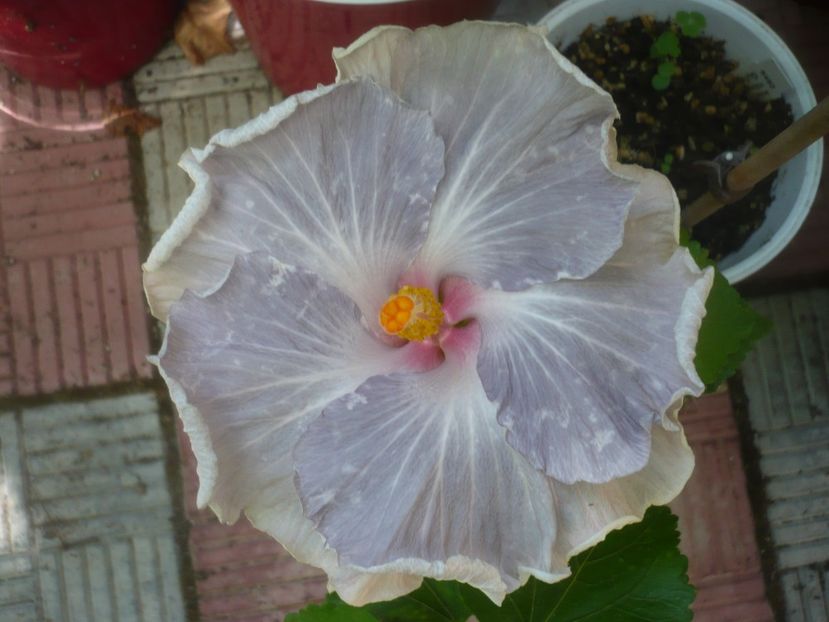 P1500316 - HIBISCUSI 2021-3