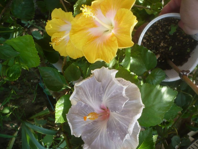 P1500321 - HIBISCUSI 2021-3