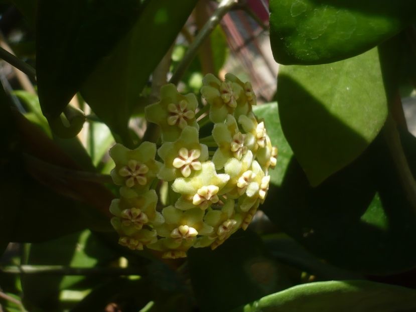 P1500308 - HOYA 2021-2