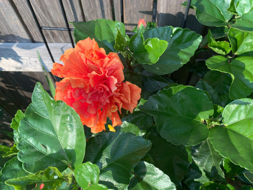  - Jurnalul gradinii 2021