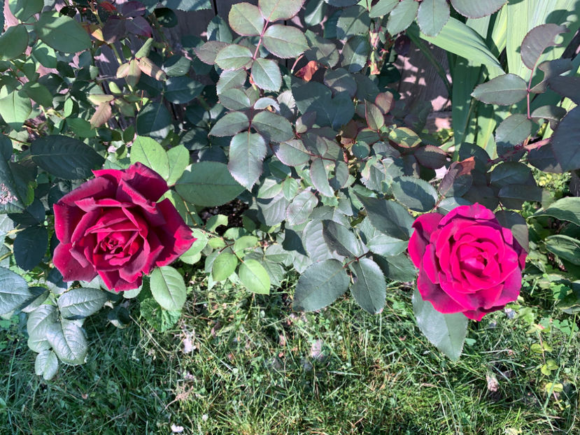  - Jurnalul gradinii 2021