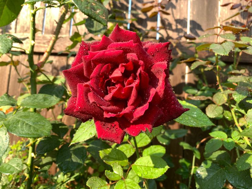  - Jurnalul gradinii 2021