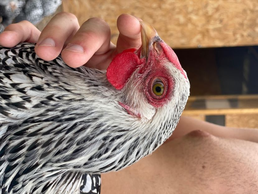 E3E37A47-E9E2-4093-AF76-949EB27E39DF - Wyandotte Argintiu