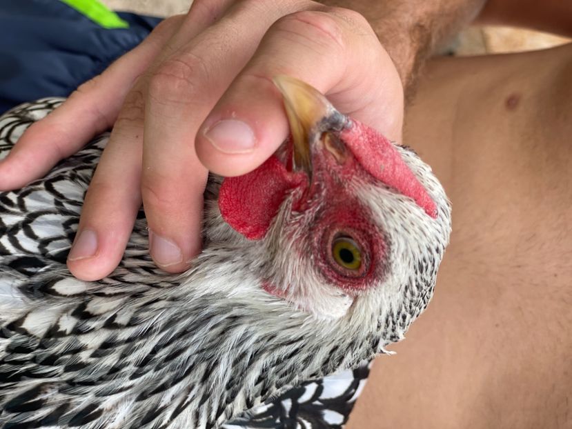 FD00404C-40C2-4B19-8012-6C09C03299AA - Wyandotte Argintiu