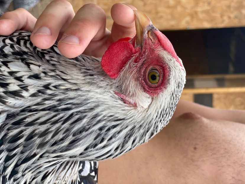 31012F6C-51CE-44C3-BCB2-4F659625AB89 - Wyandotte Argintiu