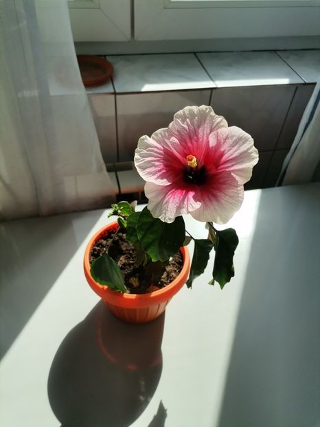  - Hibiscusi