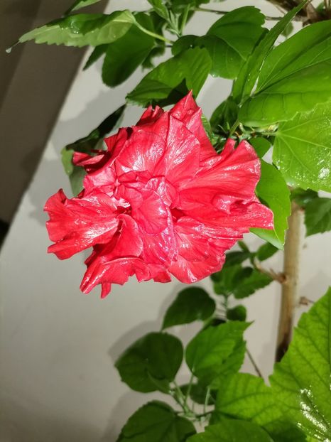  - Hibiscusi