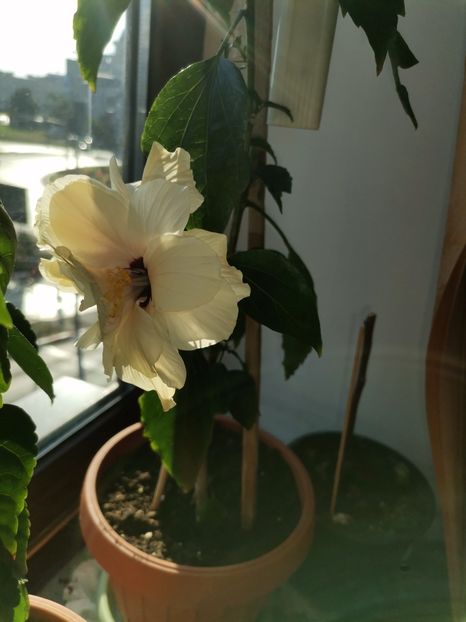  - Hibiscusi