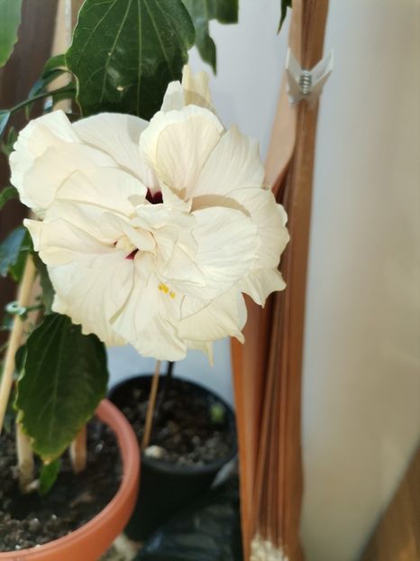  - Hibiscusi
