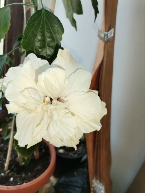  - Hibiscusi