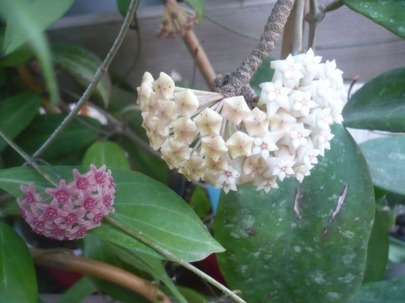 P1500334 - HOYA 2021-2