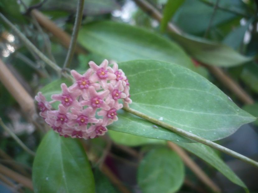 P1500335 - HOYA 2021-2