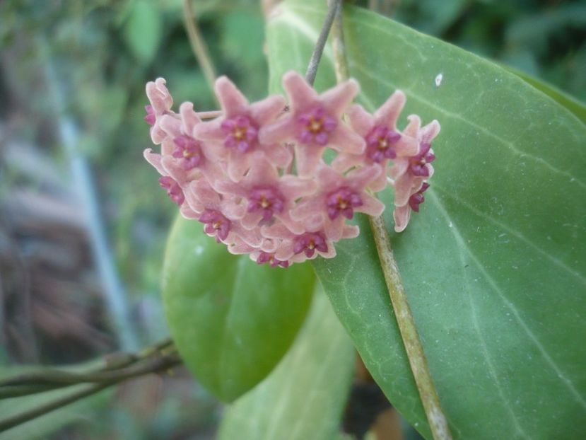 P1500337 - HOYA 2021-2