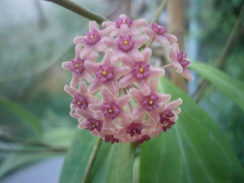 P1500338 - HOYA 2021-2