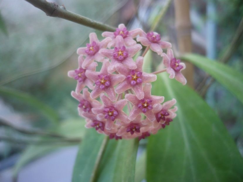 P1500339 - HOYA 2021-2