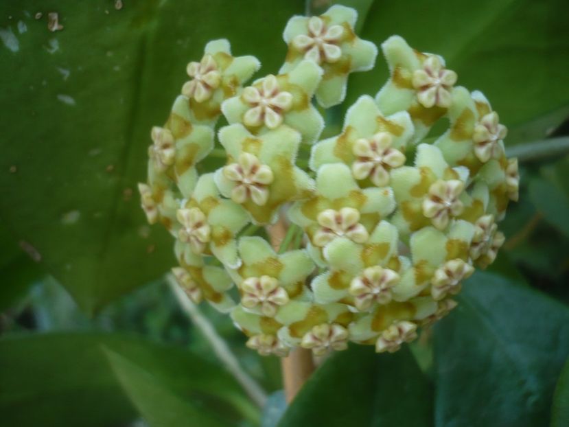 P1500341 - HOYA 2021-2