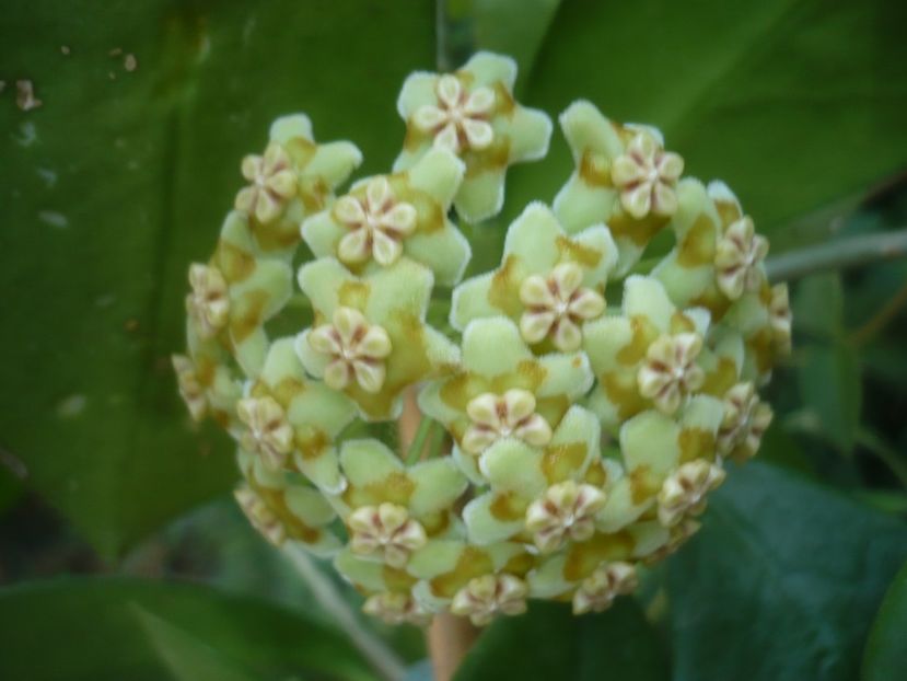 P1500342 - HOYA 2021-2