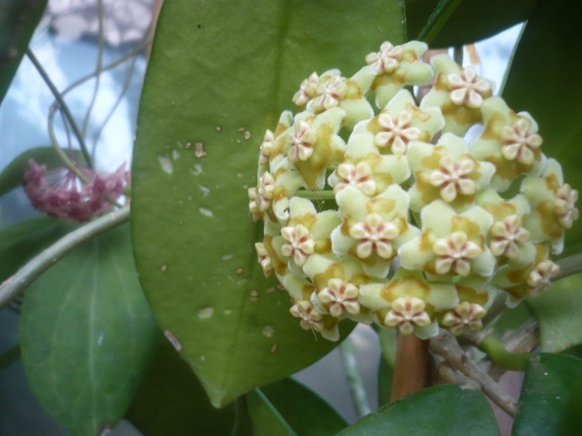 P1500343 - HOYA 2021-2