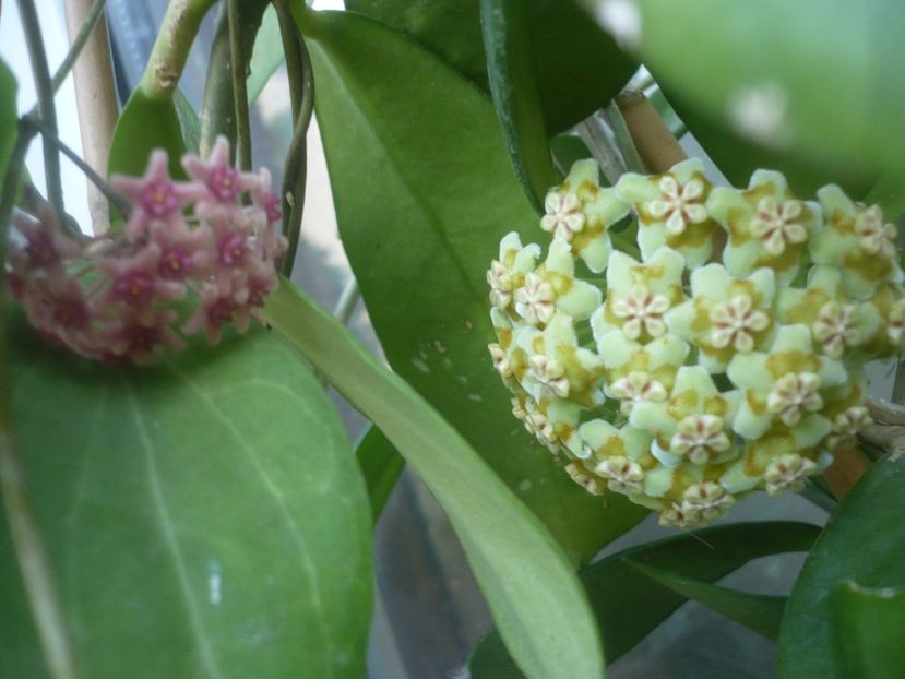 P1500347 - HOYA 2021-2