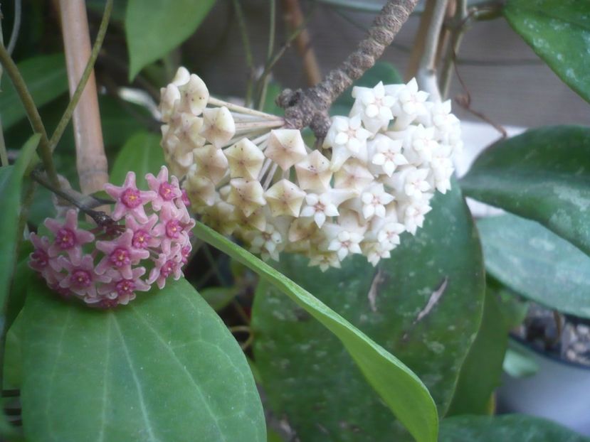 P1500348 - HOYA 2021-2