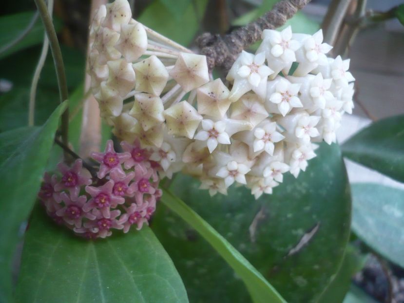 P1500350 - HOYA 2021-2