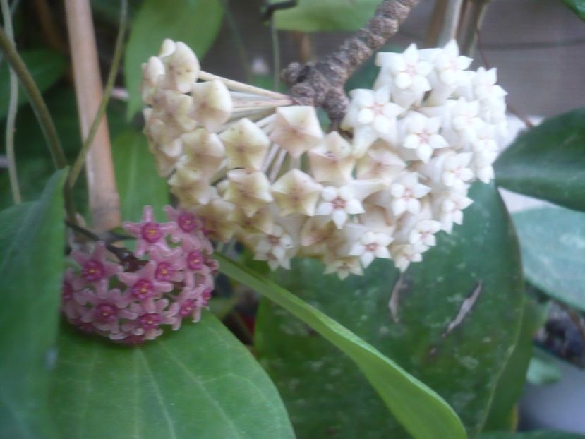 P1500351 - HOYA 2021-2