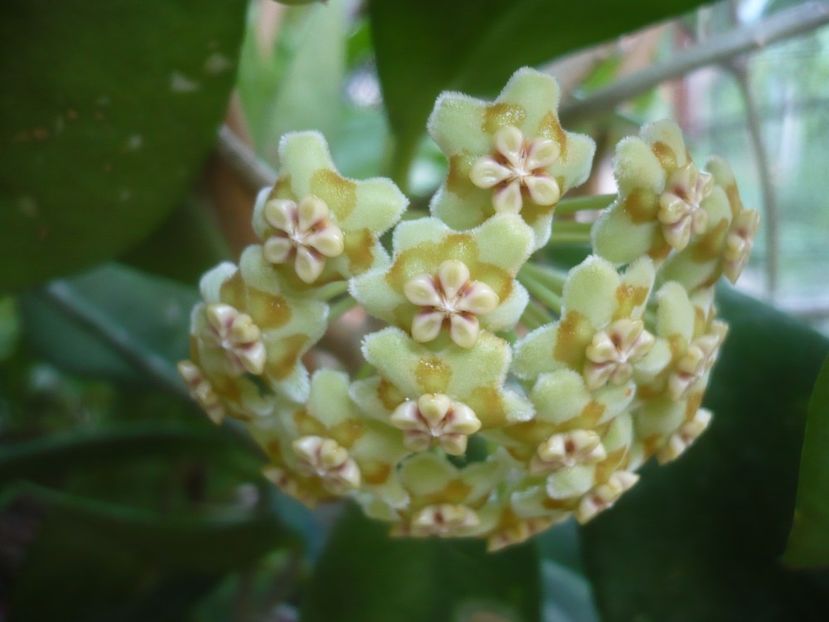 P1500328 - HOYA 2021-2