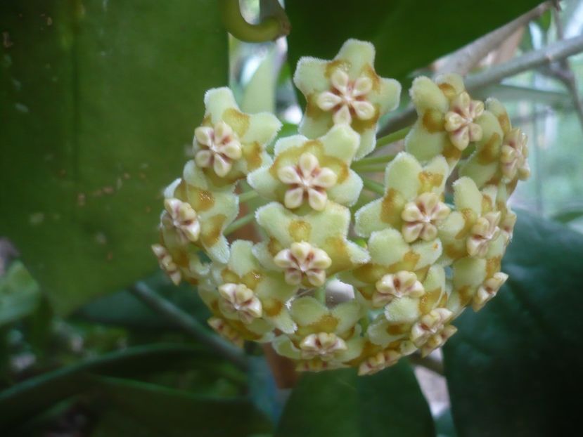 P1500329 - HOYA 2021-2