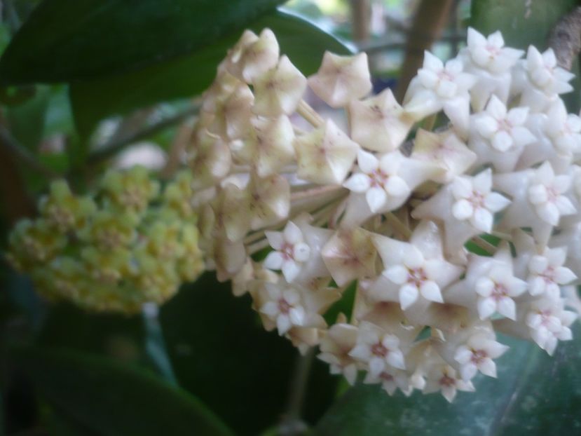 P1500330 - HOYA 2021-2