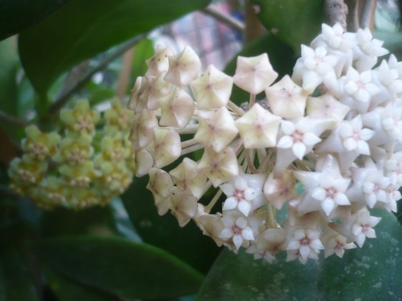 P1500331 - HOYA 2021-2