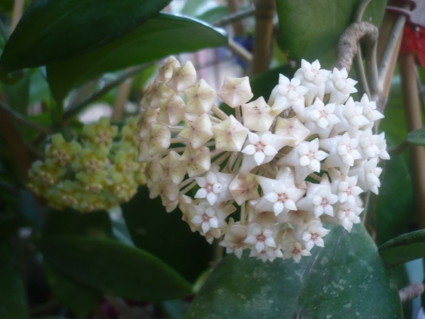 P1500332 - HOYA 2021-2