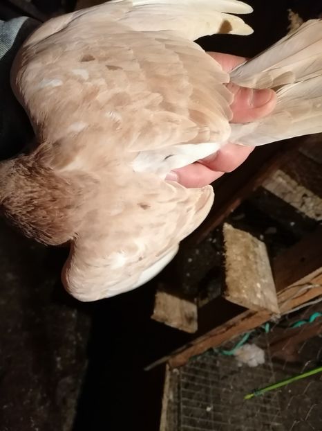  - Rolleri de Birmingham