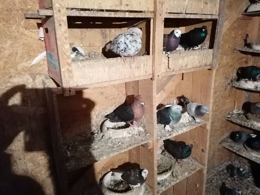  - Rolleri de Birmingham