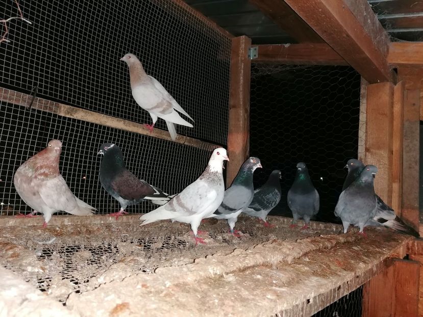  - Rolleri de Birmingham