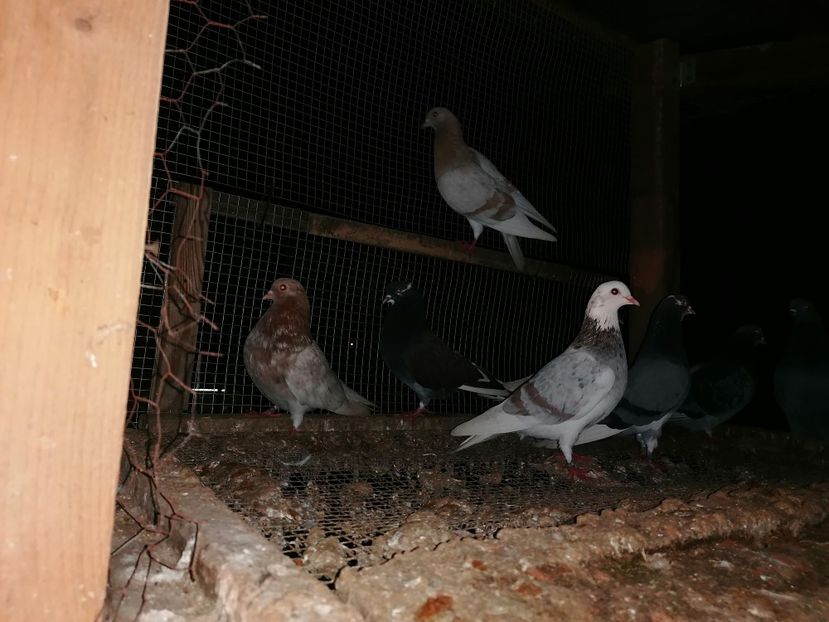  - Rolleri de Birmingham