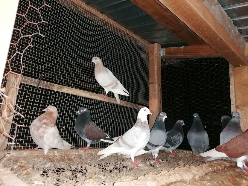  - Rolleri de Birmingham