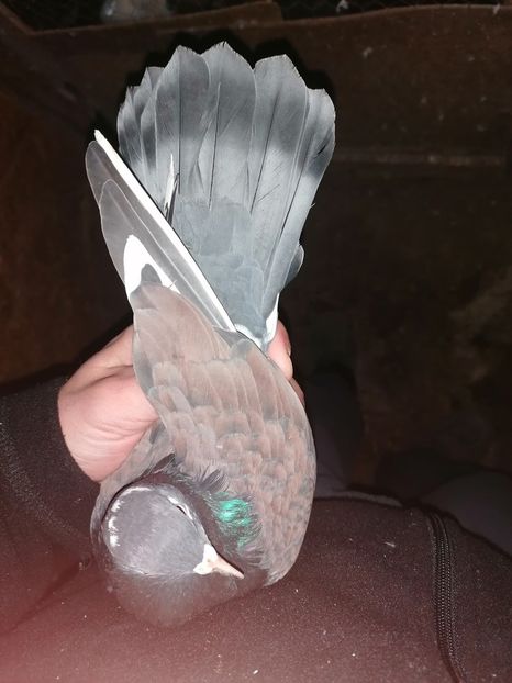  - Rolleri de Birmingham