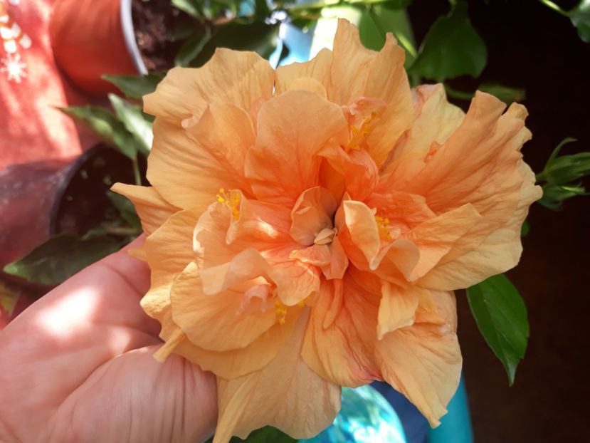  - hibi clasic apricot